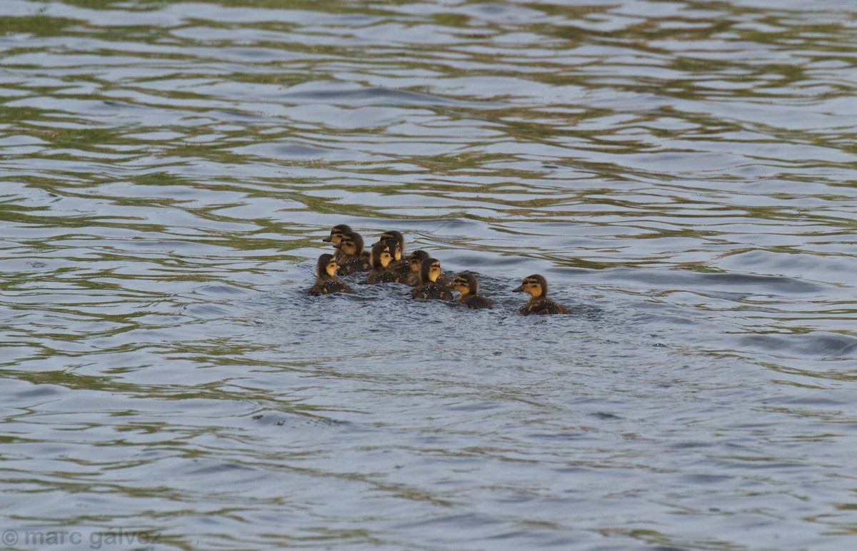 Canard colvert - ML107689521