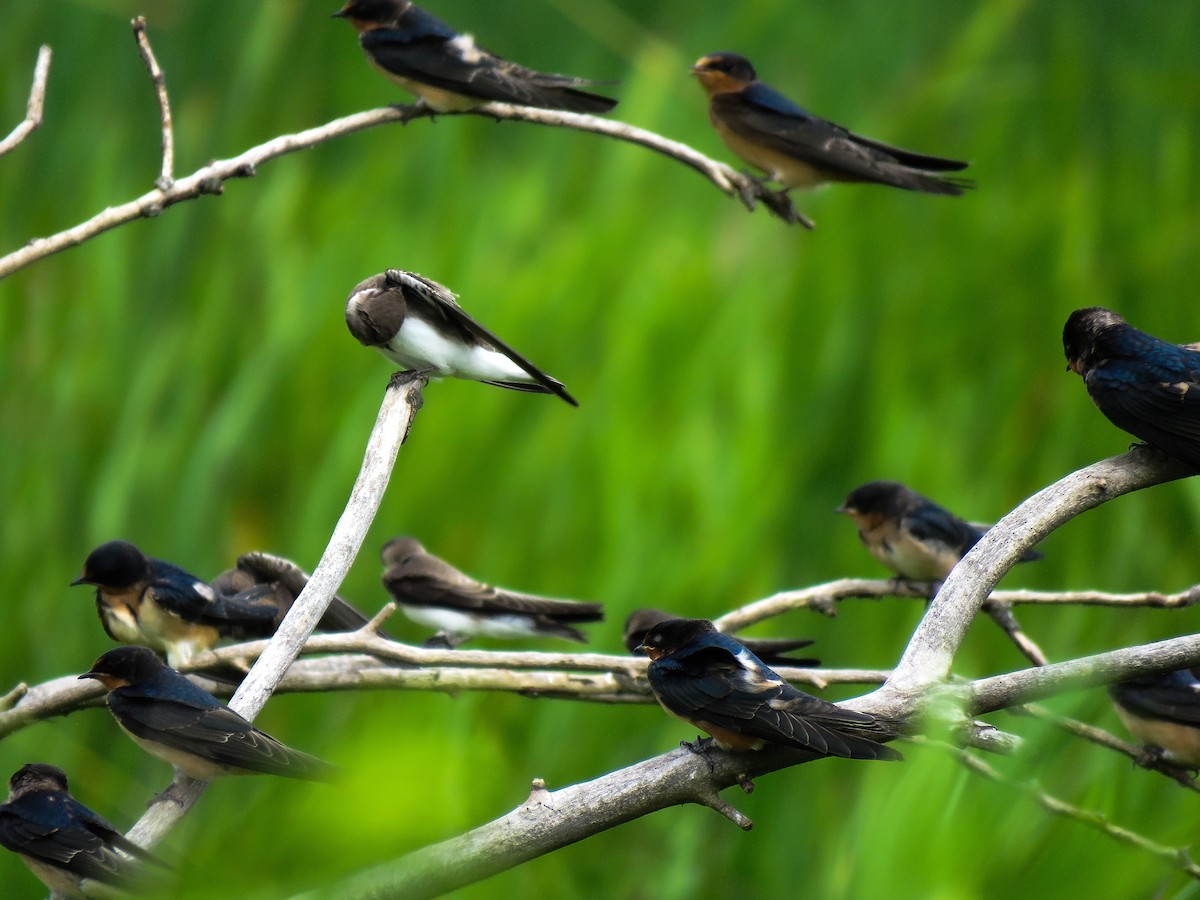 Golondrina Común - ML107689581