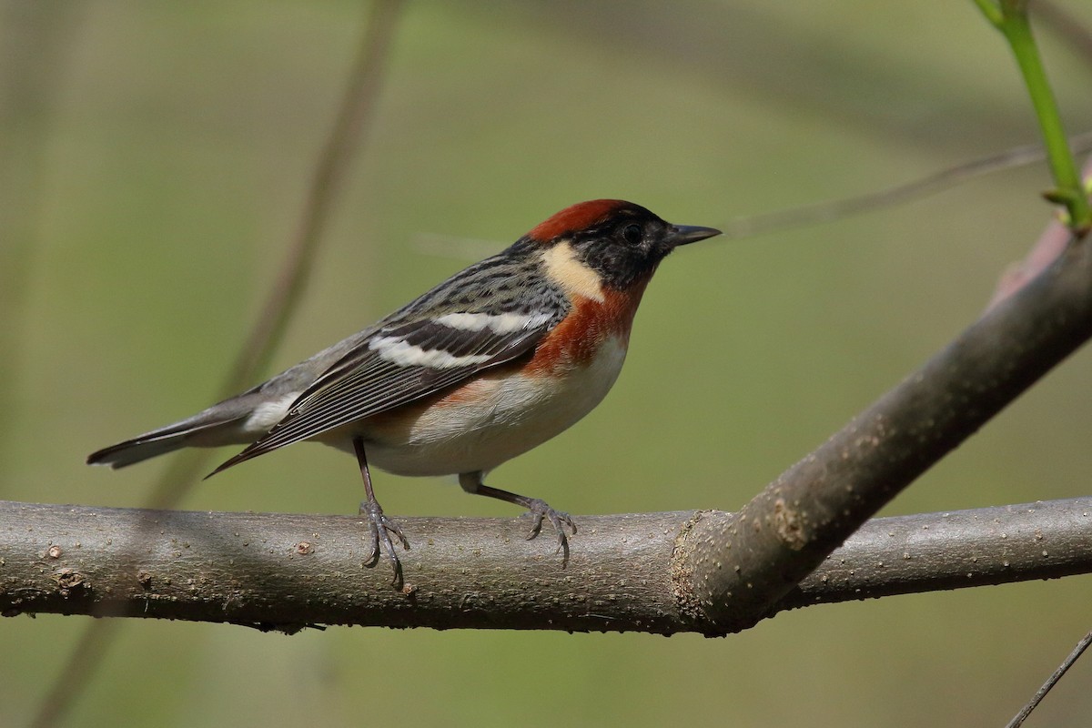 Bay-breasted Warbler - ML107689641