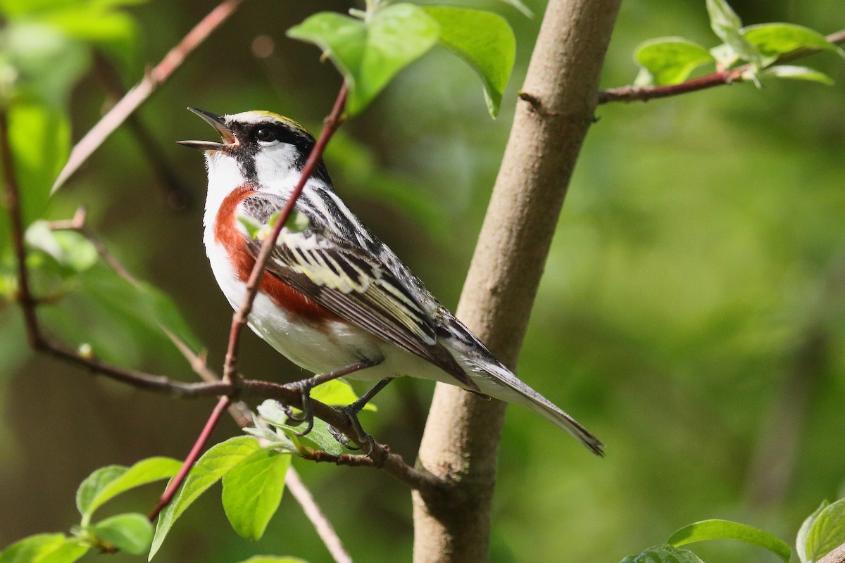 Gelbscheitel-Waldsänger - ML107689741