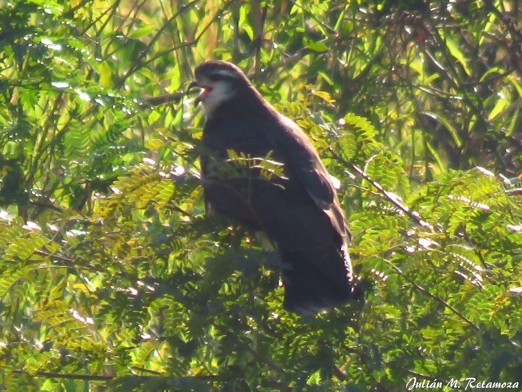 Schneckenbussard - ML107689751