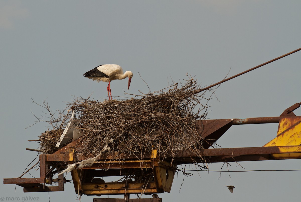 Cigogne blanche - ML107689951