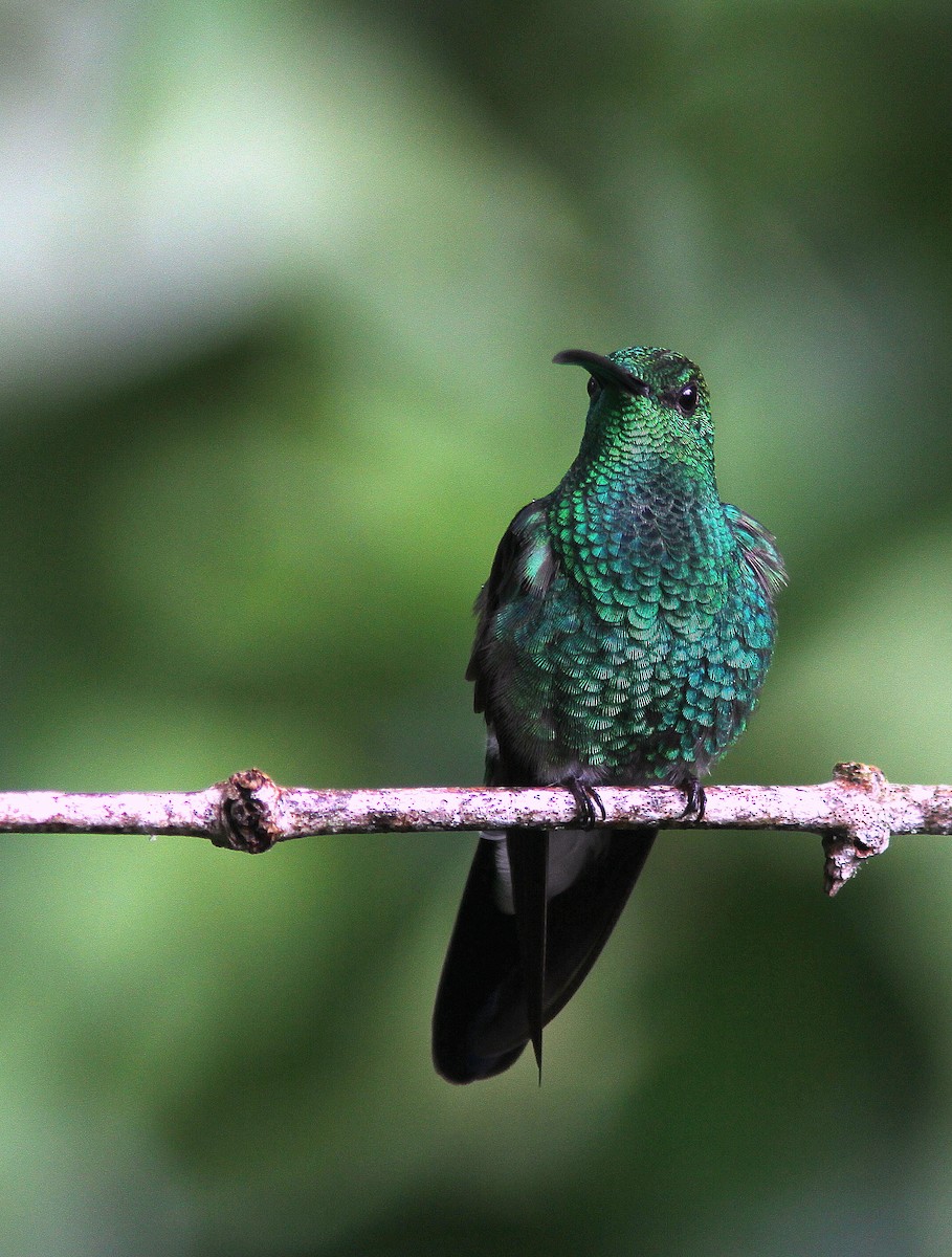 Colibrí de Buffon - ML107693791