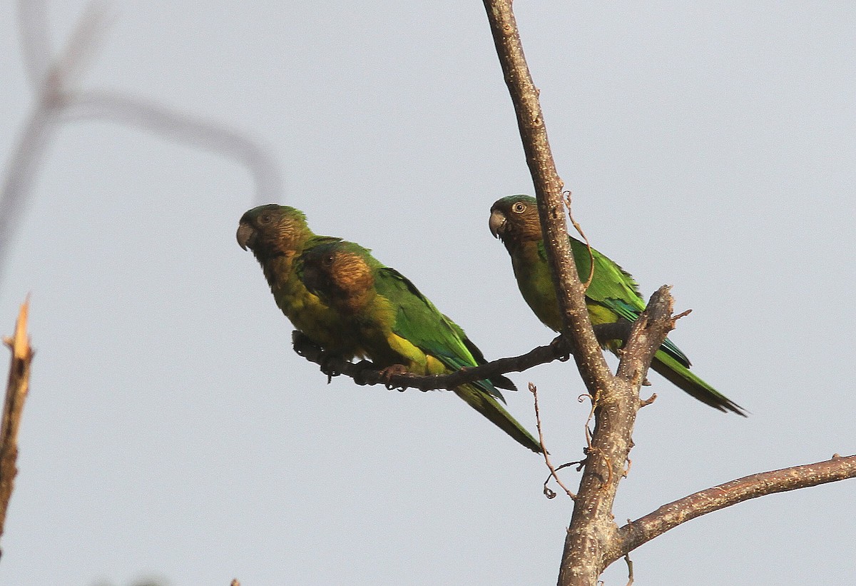 Brown-throated Parakeet - Guy Poisson