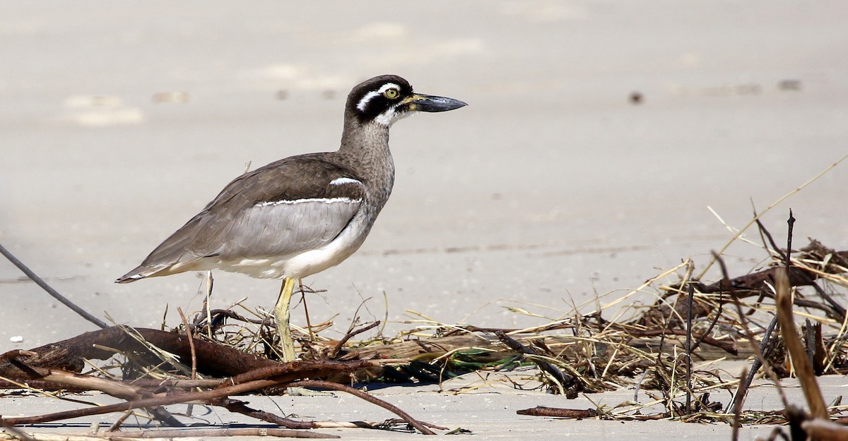 Beach Thick-knee - ML107694641