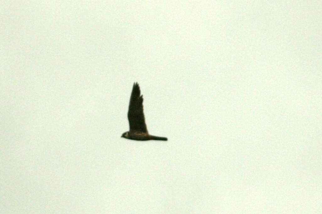 Eurasian Hobby - ML107695051