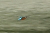 Common Kingfisher - ML107695621