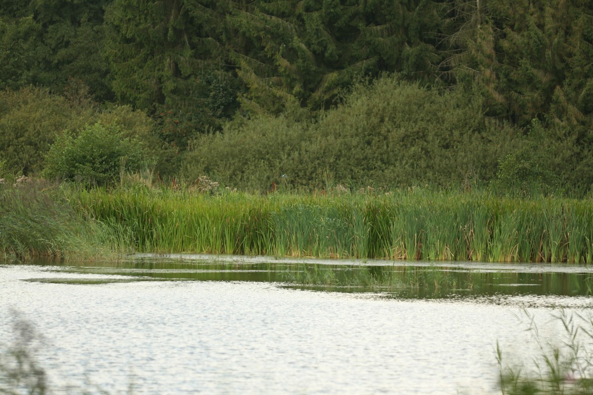 Common Kingfisher - ML107695631