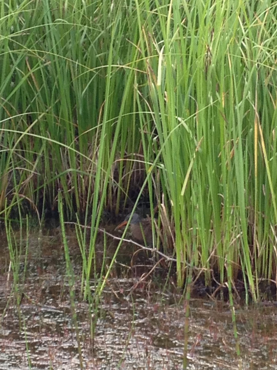 Virginia Rail - ML107697101