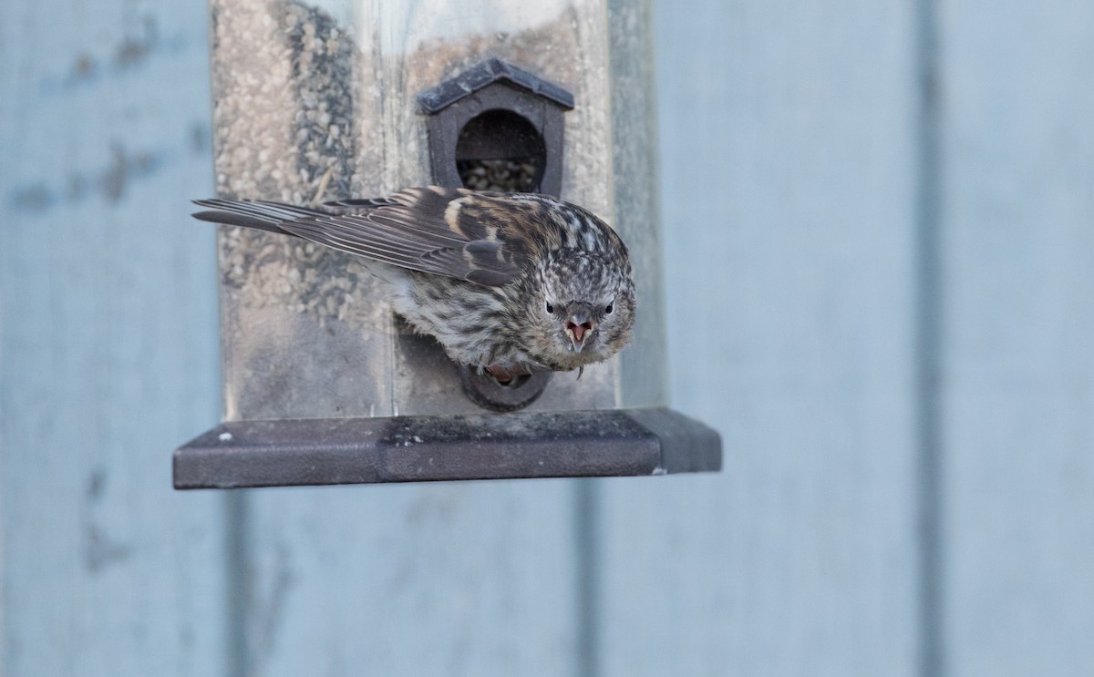 Hoary Redpoll - Ian Davies