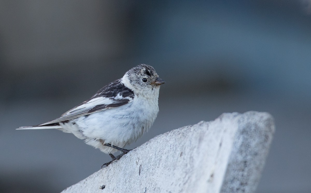 Snow Bunting - ML107697641