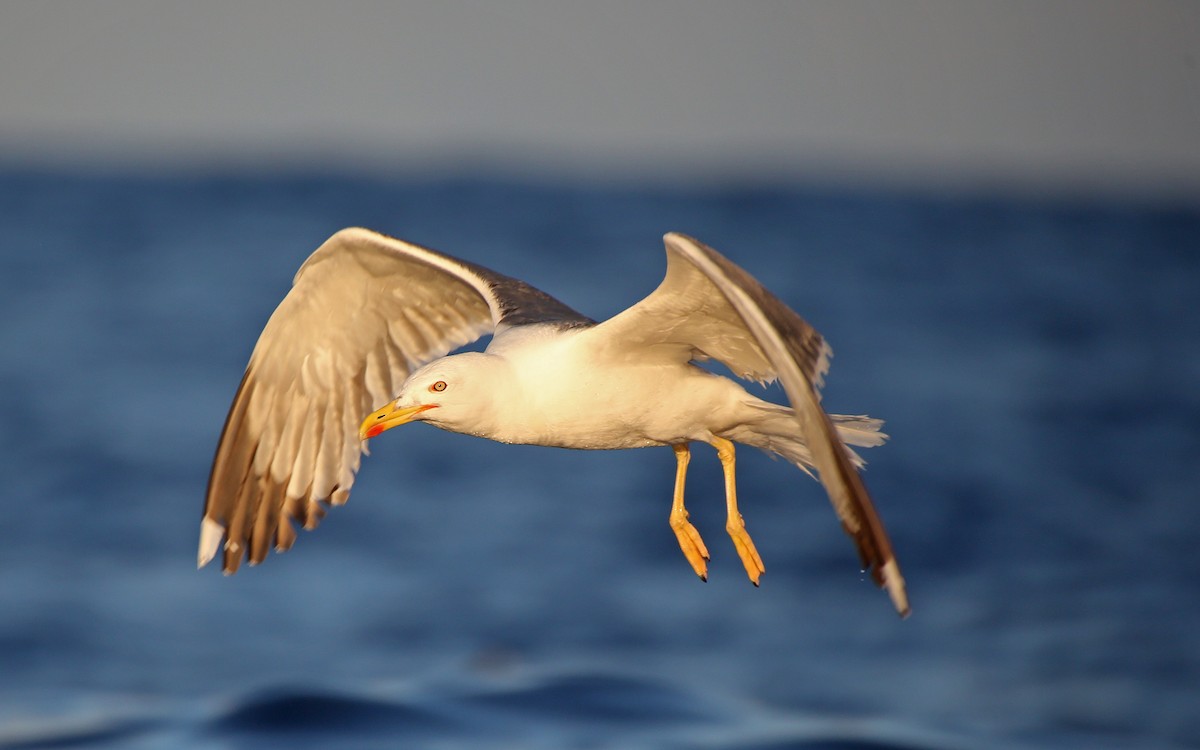 Yellow-legged Gull - Paul Chapman