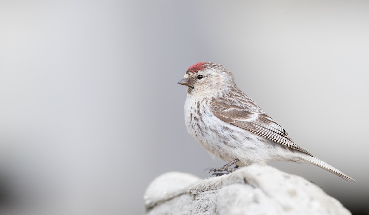 Hoary Redpoll - ML107699181