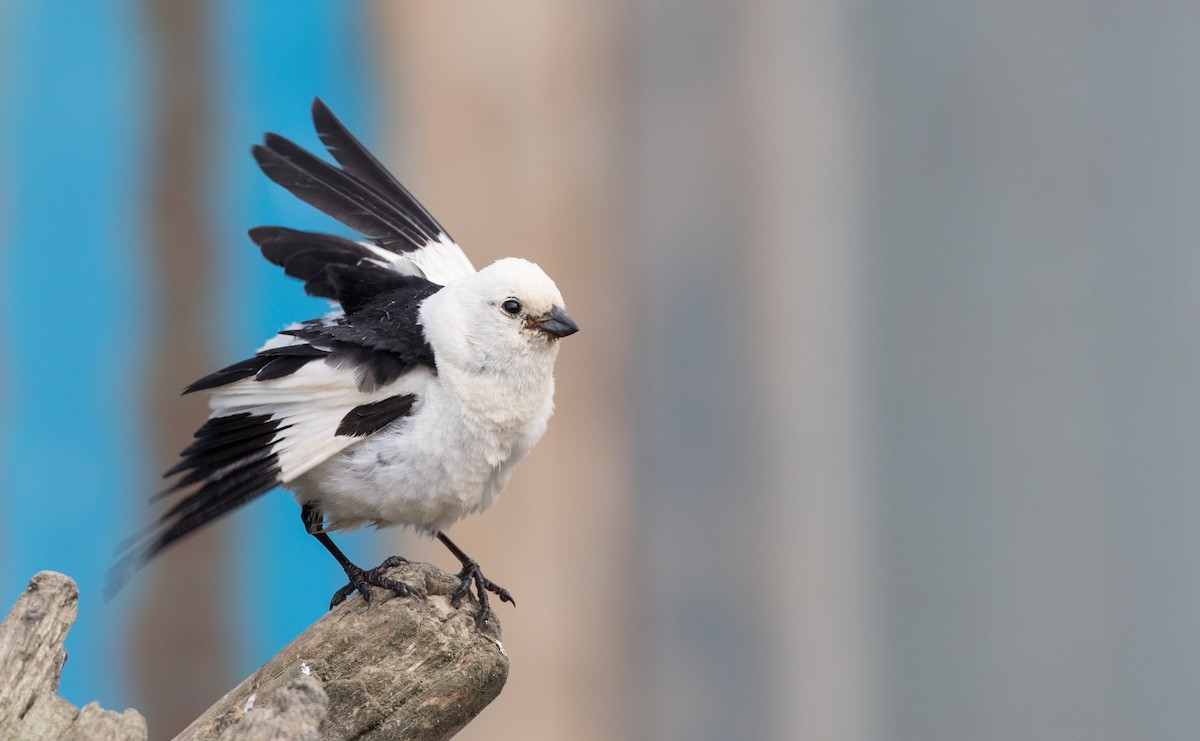 Snow Bunting - ML107699531