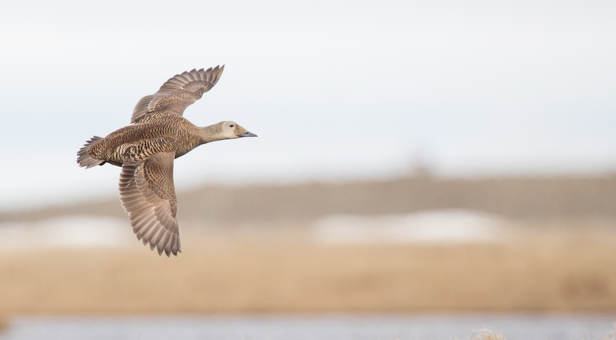 Spectacled Eider - Ian Davies