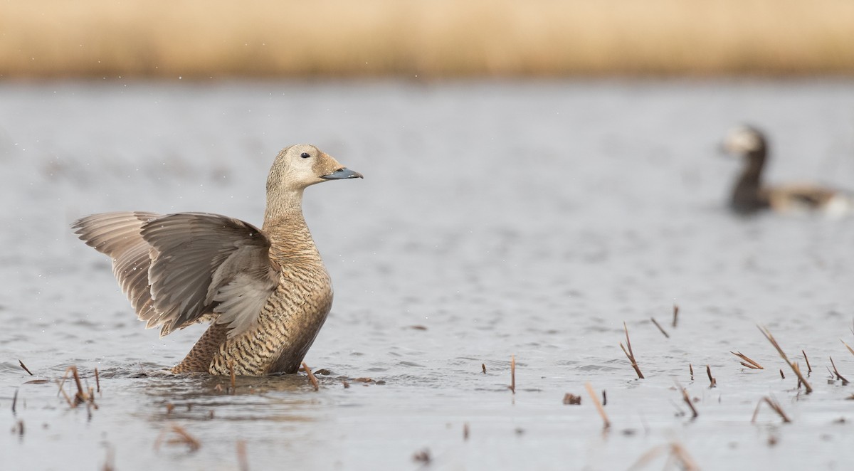 Spectacled Eider - ML107701051