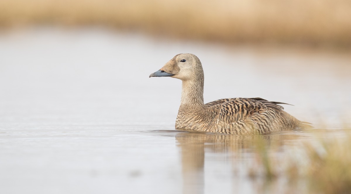 Spectacled Eider - ML107701081