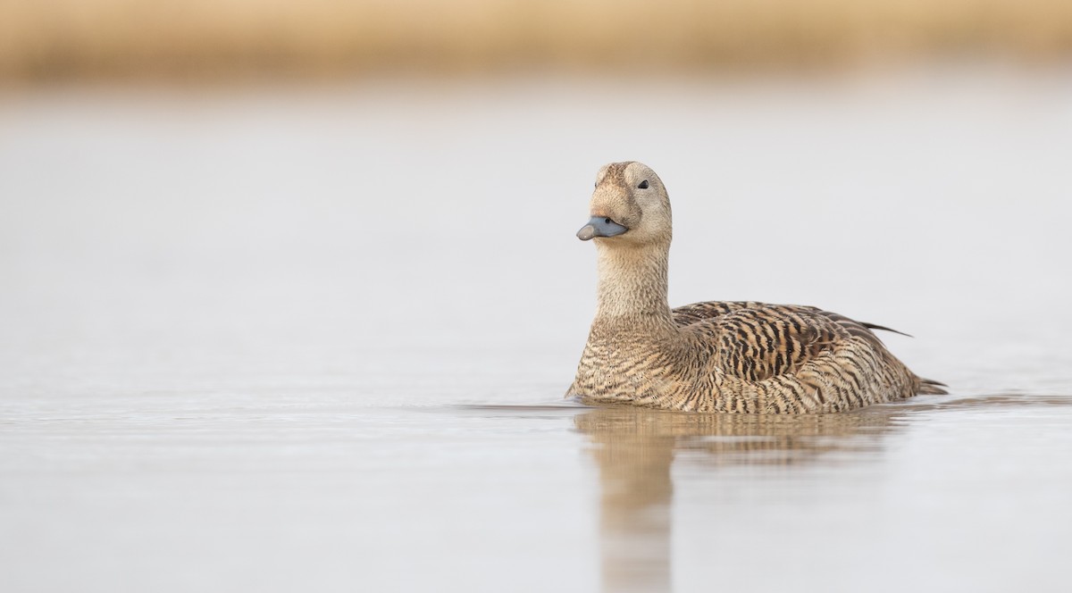 Spectacled Eider - ML107701101