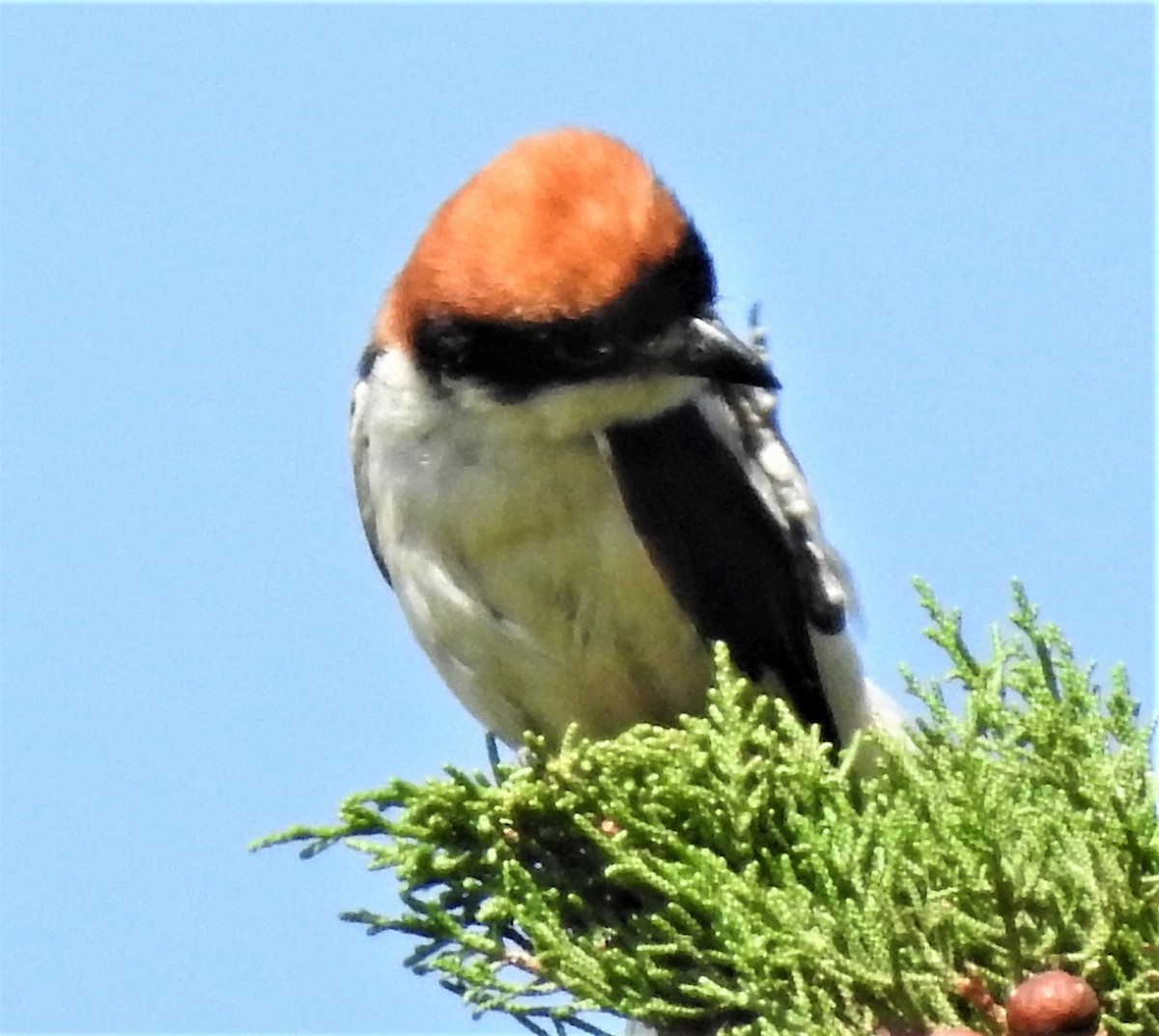 Pie-grièche à tête rousse - ML107701191