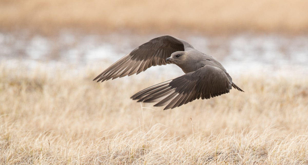 Parasitic Jaeger - Ian Davies