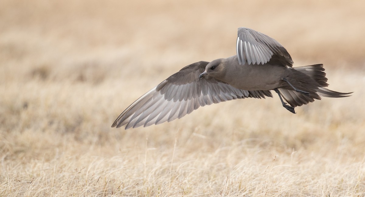 Parasitic Jaeger - ML107701751