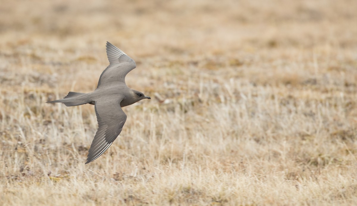 Parasitic Jaeger - ML107701951