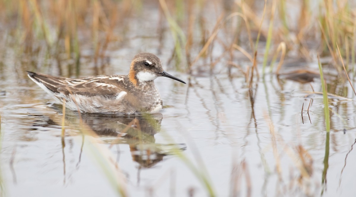 Red-necked Phalarope - ML107702181