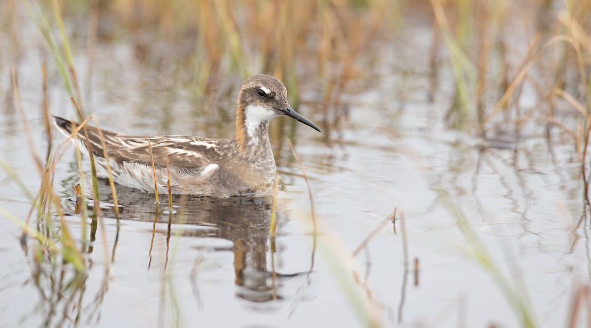 Phalarope à bec étroit - ML107702201