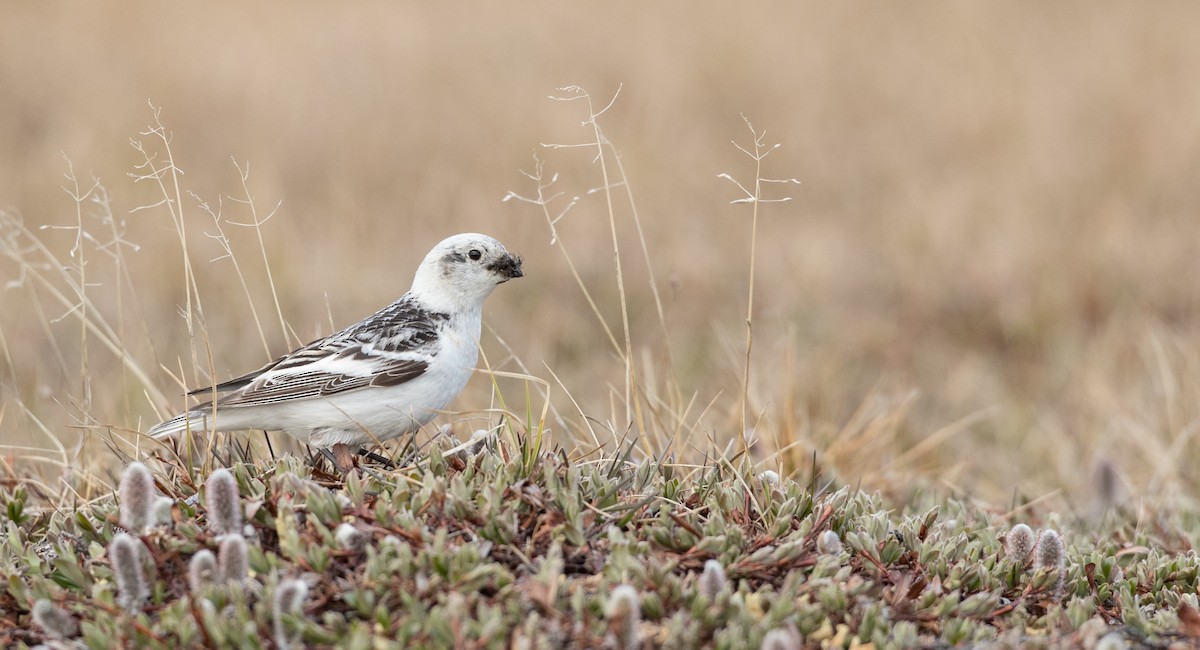 Snow Bunting - Ian Davies