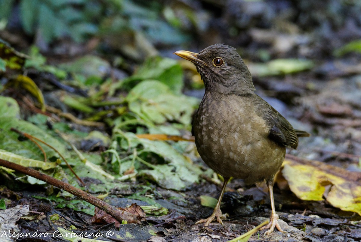 Black-hooded Thrush - Alejandro Cartagena Ramirez