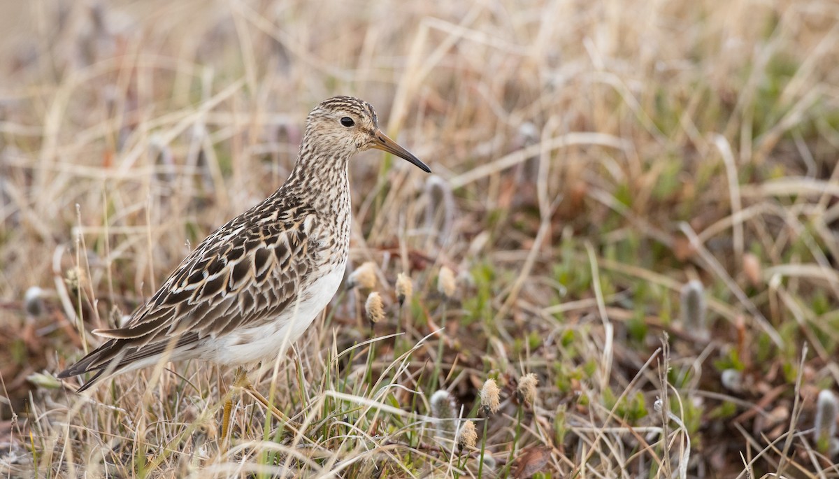 Pectoral Sandpiper - ML107702701