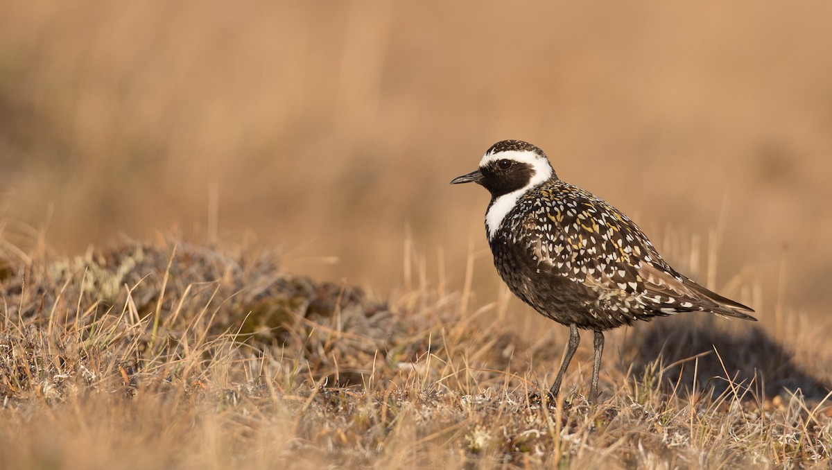 American Golden-Plover - ML107702721