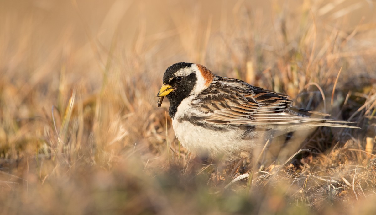 Lapland Longspur - ML107702861