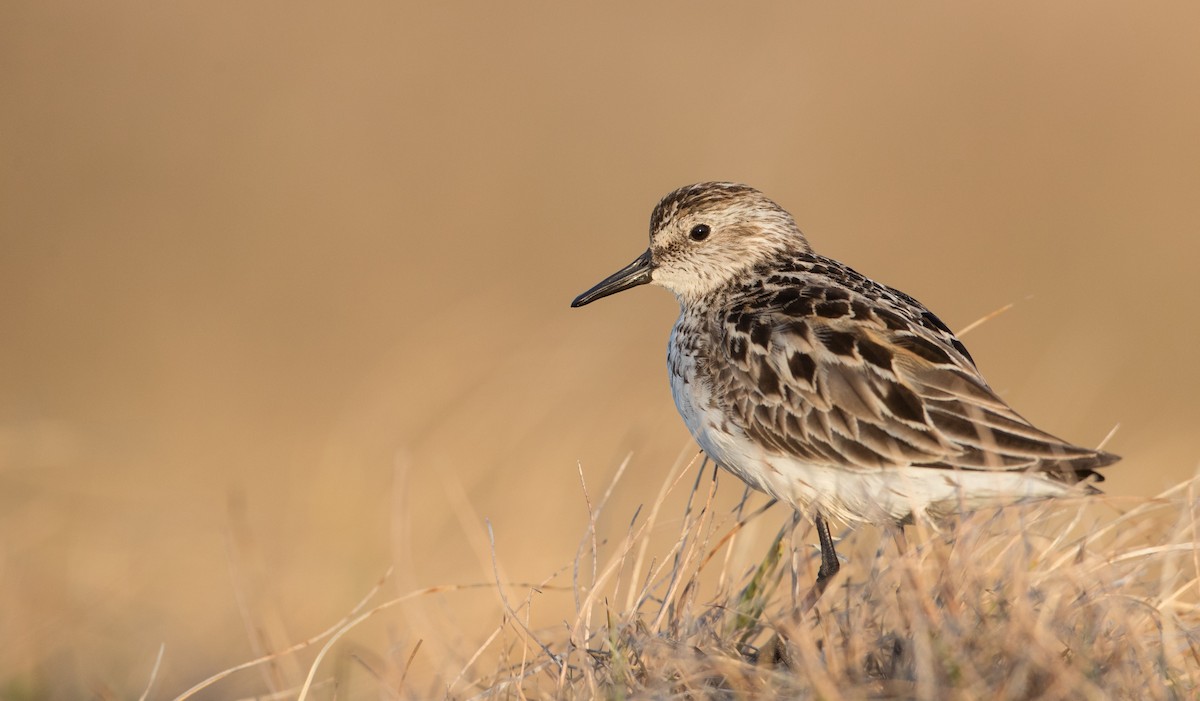 Semipalmated Sandpiper - ML107702891