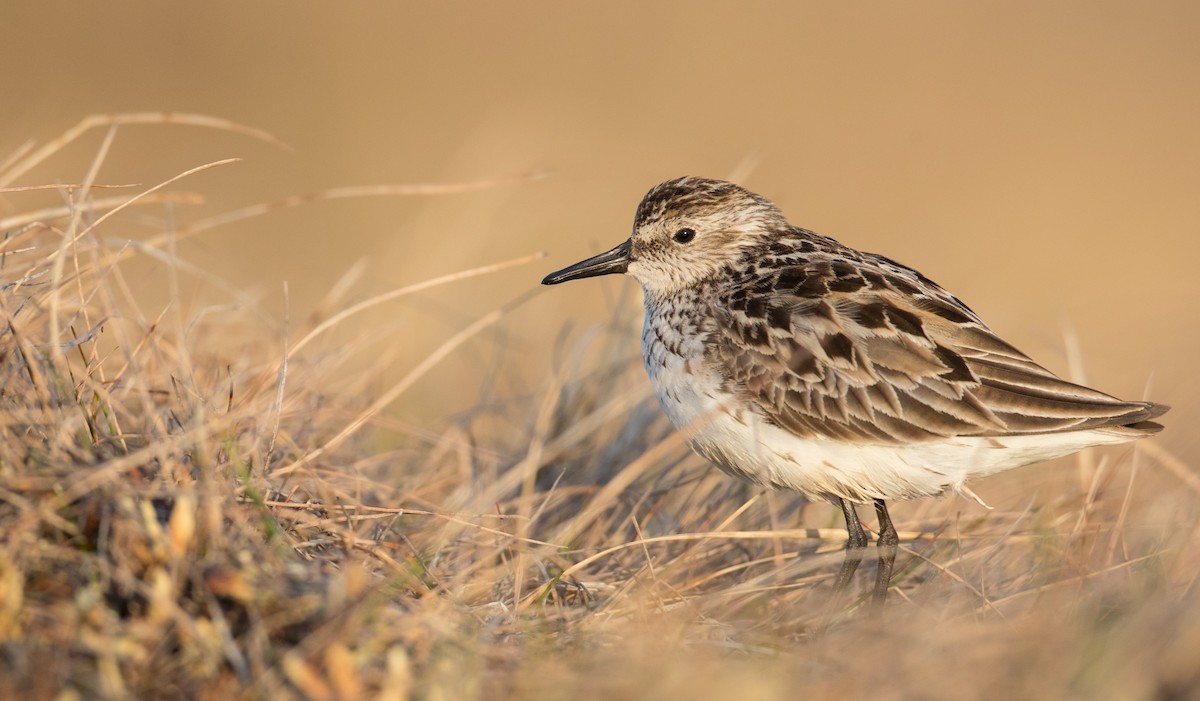 Semipalmated Sandpiper - ML107702901