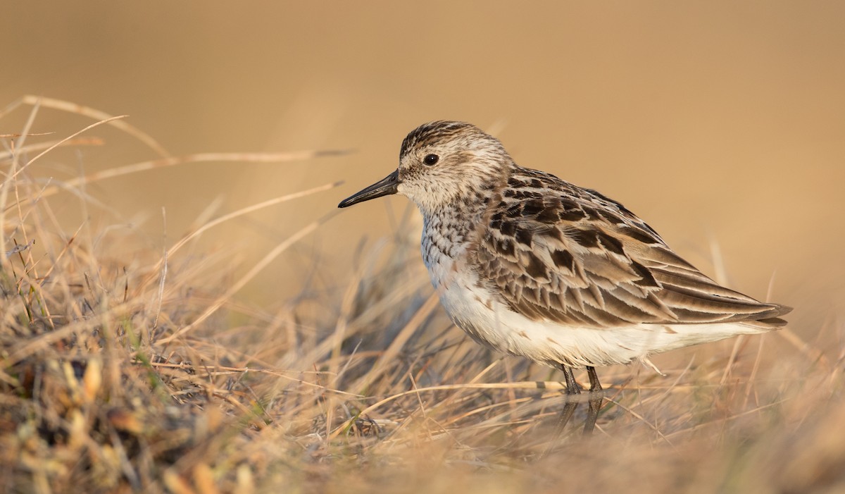 Semipalmated Sandpiper - ML107702911