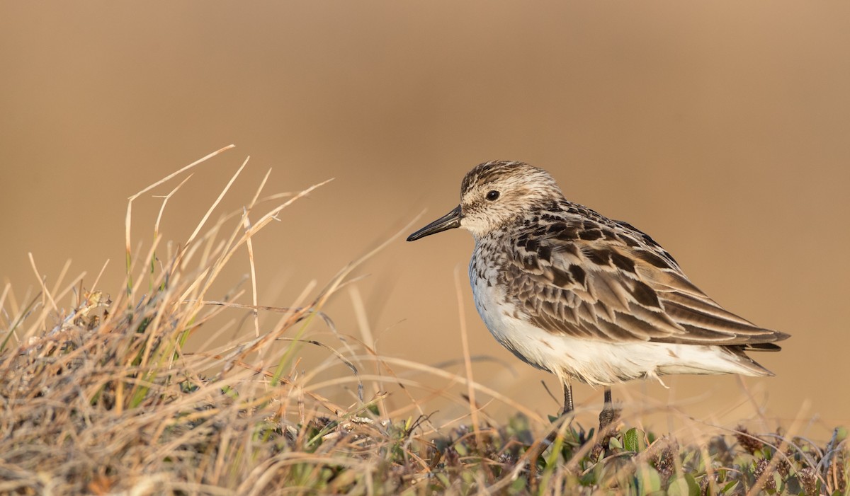 Semipalmated Sandpiper - ML107702921