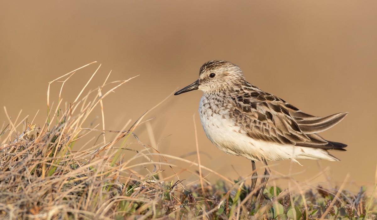 Semipalmated Sandpiper - ML107702931