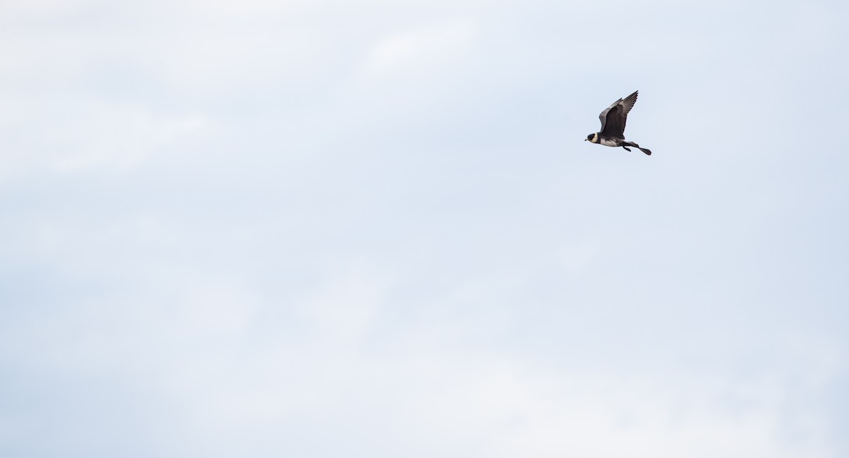 Pomarine Jaeger - ML107703081