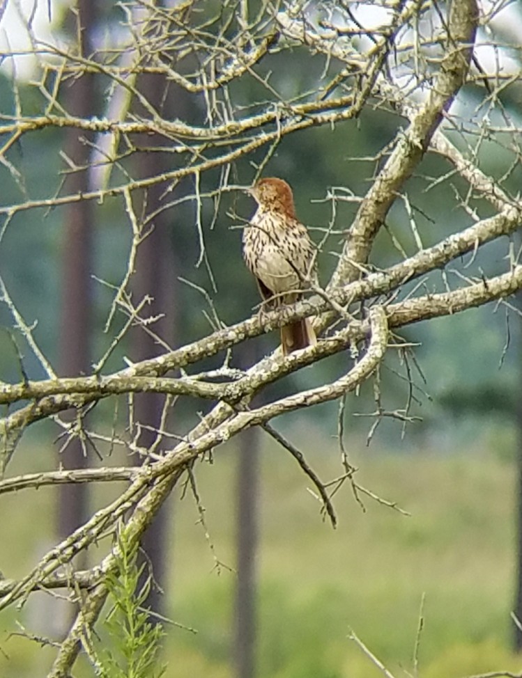 Brown Thrasher - ML107703501
