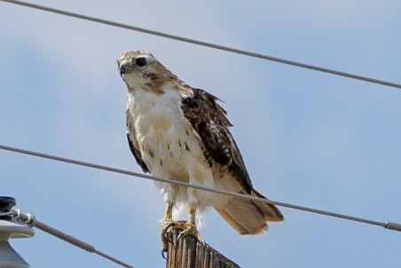 Red-tailed Hawk (borealis) - Andrew Judd