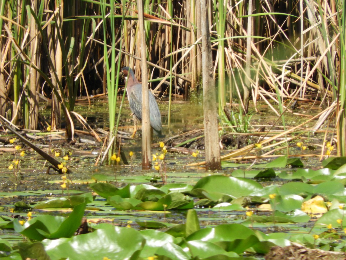 Green Heron - Dawn Fronk