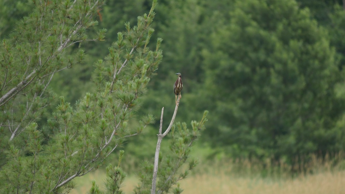 Green Heron - ML107706431