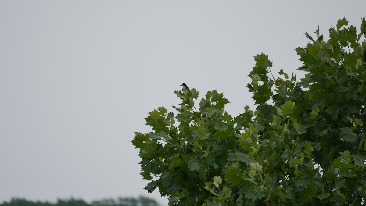 Eastern Kingbird - ML107706631