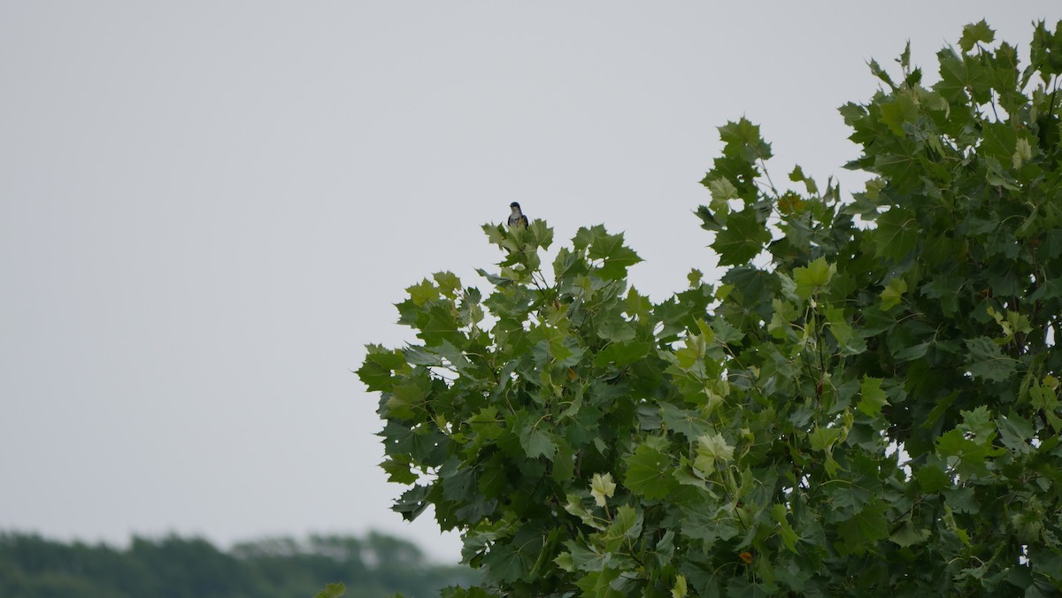 Eastern Kingbird - ML107706661