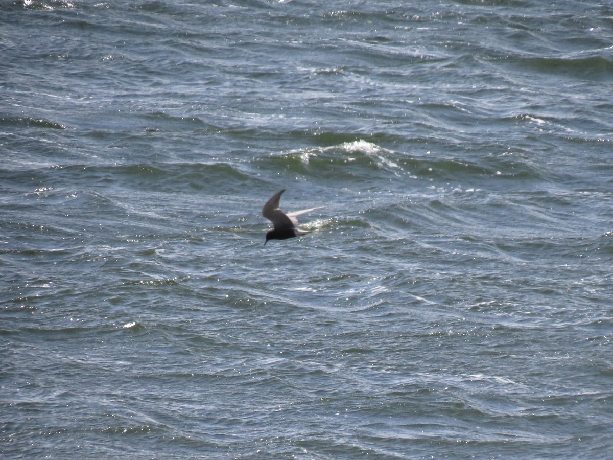 Black Tern - ML107709851