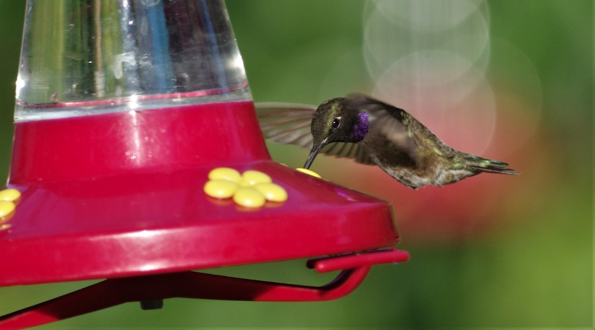 Black-chinned Hummingbird - Brenda Wright