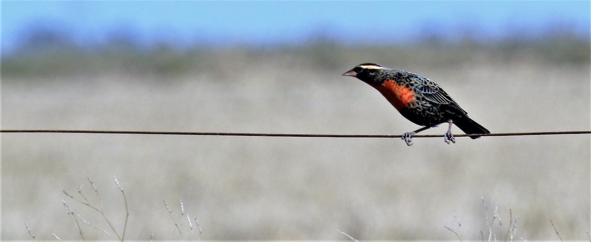 White-browed Meadowlark - ML107711241