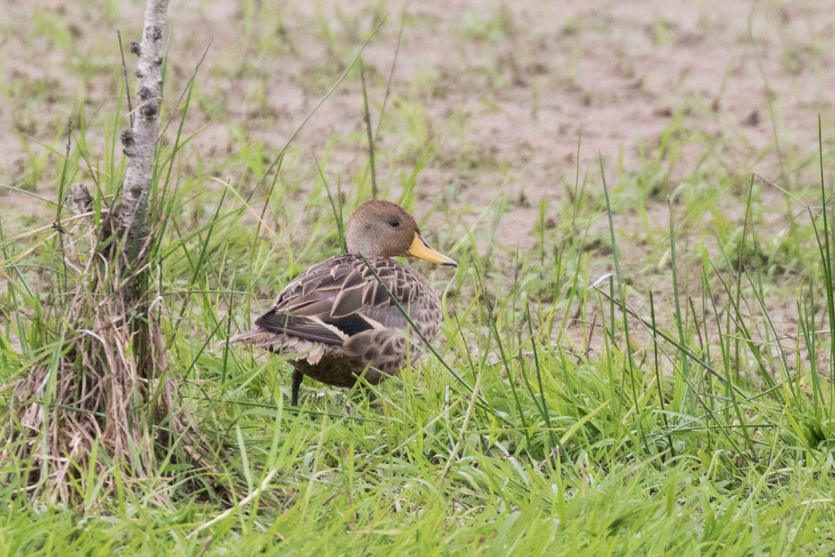 Yellow-billed Pintail - ML107711261