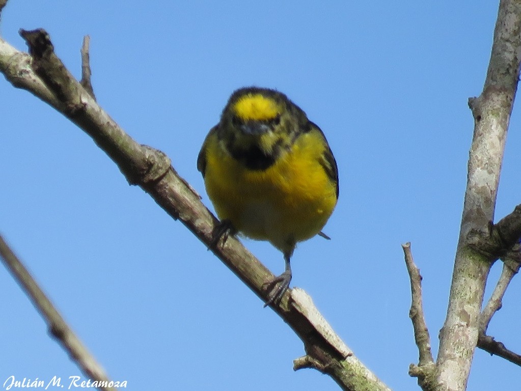 Purple-throated Euphonia - Julián Retamoza